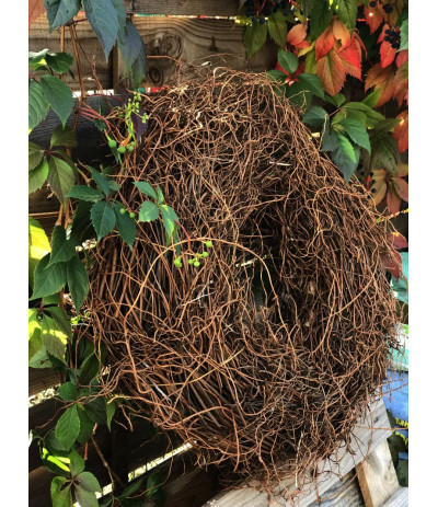 HBX Wreath Fern Root Wieniec z suszonych korzeni paproci XL