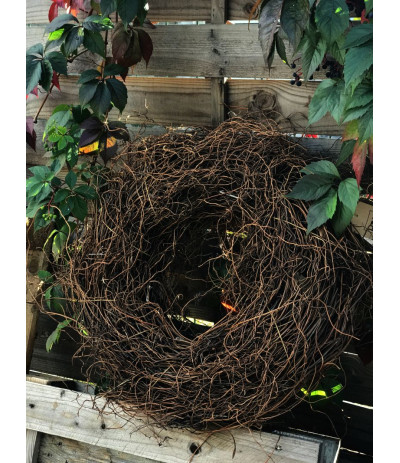 HBX Wreath Fern Root Wieniec z suszonych korzeni paproci XL