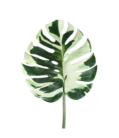 PTMD Leaves Plant green Sztuczny liść Monstery