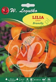 L.Lilia azjatycka Brunello